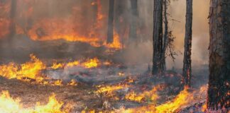 Record de incendii de pădure în Gorj