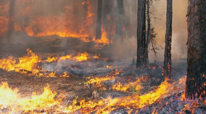 Record de incendii de pădure în Gorj