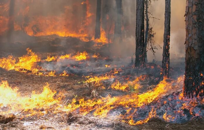 Record de incendii de pădure în Gorj