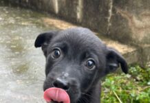 Doi cățelusi, dați spre adopție de către Protecția Animalelor Gorj