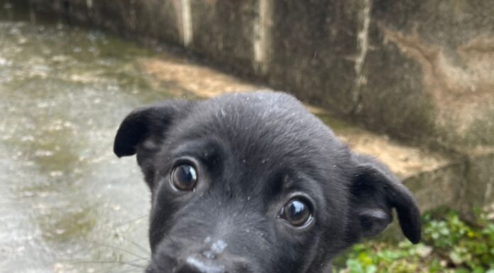 Doi cățelusi, dați spre adopție de către Protecția Animalelor Gorj