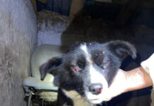 Bălești, FOTO: Cățelușă bătută cu furca!