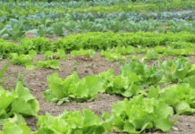 Agricultura pe înțelesul tuturor – Recolte multiple de legume prin asocierea culturilor