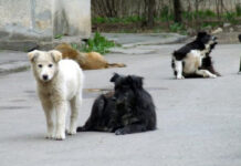 Protecția Animalelor Gorj: 100 de câini cu stăpân, sterilizați și microcipați cu sprijinul unei asociații din Germania