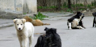 Protecția Animalelor Gorj: 100 de câini cu stăpân, sterilizați și microcipați cu sprijinul unei asociații din Germania