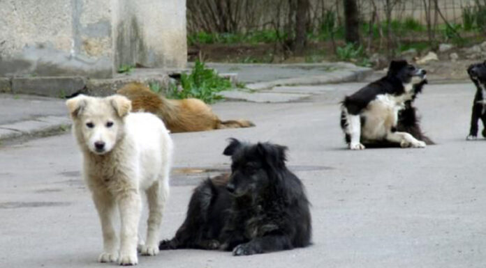 Protecția Animalelor Gorj: 100 de câini cu stăpân, sterilizați și microcipați cu sprijinul unei asociații din Germania