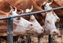 APIA primește cereri inițiale anuale de solicitare a ajutorului în sectorul creşterii animalelor