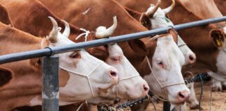 APIA primește cereri inițiale anuale de solicitare a ajutorului în sectorul creşterii animalelor