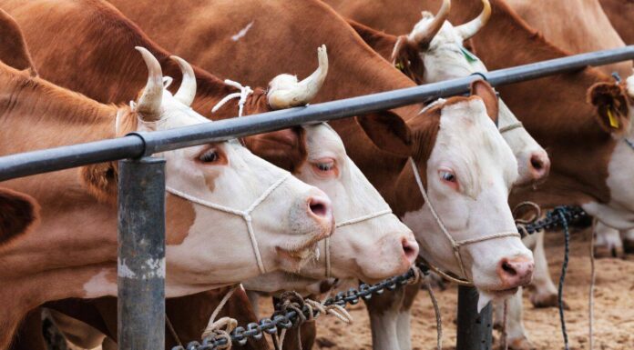 APIA primește cereri inițiale anuale de solicitare a ajutorului în sectorul creşterii animalelor