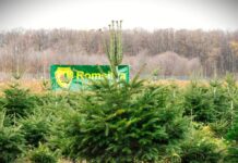 Cât costă pomii de Crăciun de la Romsilva