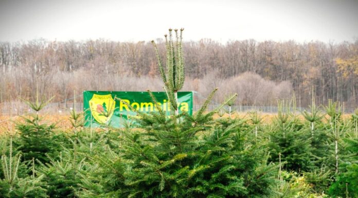 Cât costă pomii de Crăciun de la Romsilva