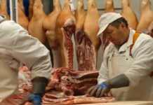 ANSVSA: Reguli stricte pentru sacrificarea porcilor și siguranța alimentelor de sărbători