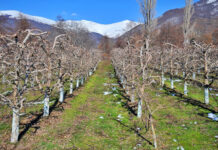 Agricultura pe înțelesul tuturor – Lucrări agricole în repausul vegetativ