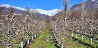 Agricultura pe înțelesul tuturor – Lucrări agricole în repausul vegetativ
