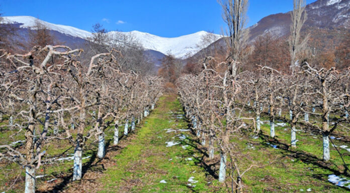 Agricultura pe înțelesul tuturor – Lucrări agricole în repausul vegetativ