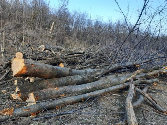Condamnat pentru 250 de lei