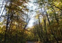 „Gorjul are nevoie de sprijin, nu de blocaje!” 45% din pădurile județului, sub protecție strictă