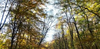 „Gorjul are nevoie de sprijin, nu de blocaje!” 45% din pădurile județului, sub protecție strictă