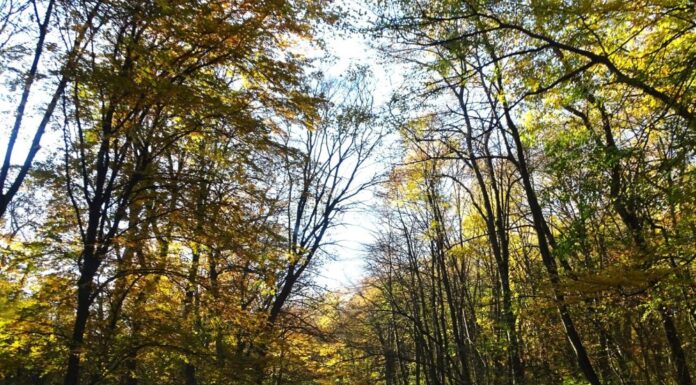 „Gorjul are nevoie de sprijin, nu de blocaje!” 45% din pădurile județului, sub protecție strictă