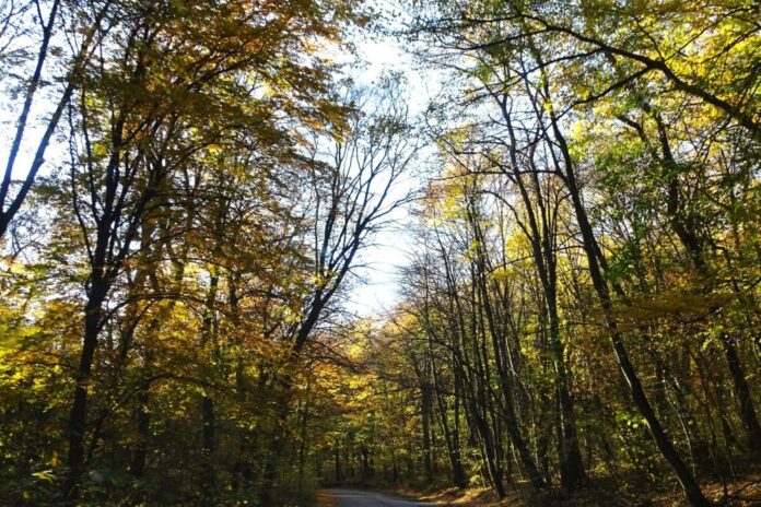 „Gorjul are nevoie de sprijin, nu de blocaje!” 45% din pădurile județului, sub protecție strictă