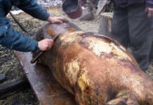 Șeful DSV Gorj: ,,În acest an estimăm că va scădea numărul porcilor sacrificați în gospodării”