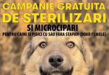 Campanie gratuită de sterilizare și microcipare a patrupedelor