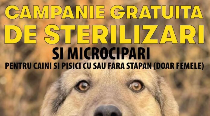 Campanie gratuită de sterilizare și microcipare a patrupedelor