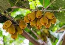 Agricultura pe înțelesul tuturor – Pledoarie pentru cultura arbuștilor fructiferi în grădinile familiale (III)