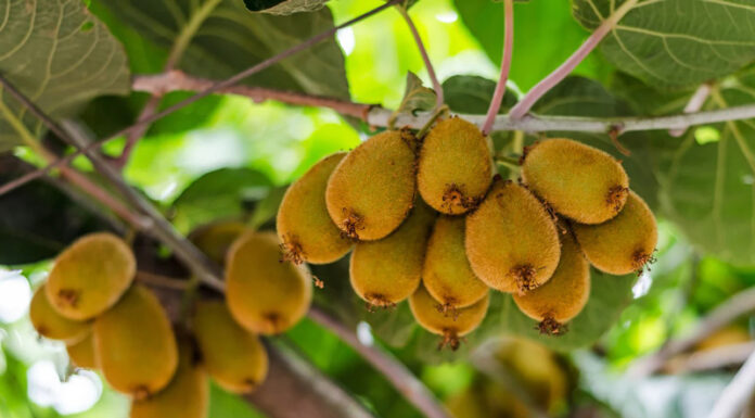 Agricultura pe înțelesul tuturor – Pledoarie pentru cultura arbuștilor fructiferi în grădinile familiale (III)