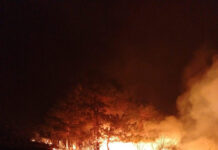 Foc uriaș în pădure, la Isverna!