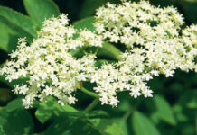 Agricultura pe înțelesul tuturor – Pledoarie pentru cultura arbuștilor fructiferi în grădinile familiale (IV)