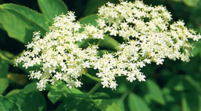 Agricultura pe înțelesul tuturor – Pledoarie pentru cultura arbuștilor fructiferi în grădinile familiale (IV)