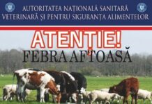 Medicii veterinari, în alertă privind pericolul apariției febrei aftoase