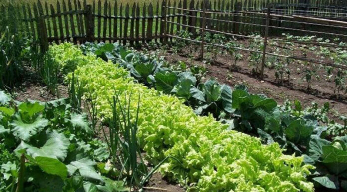 Agricultura pe înțelesul tuturor – Rotația culturilor legumicole