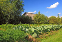 Agricultura pe înțelesul tuturor – Organizarea grădinii de legume