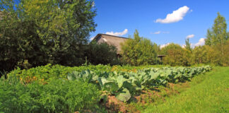 Agricultura pe înțelesul tuturor – Organizarea grădinii de legume