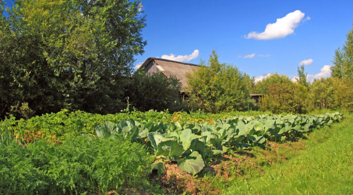 Agricultura pe înțelesul tuturor – Organizarea grădinii de legume