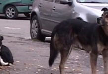 Femeie mutilată de un câine pe o stradă din Târgu Jiu!