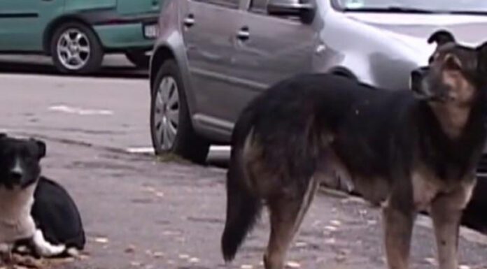 Femeie mutilată de un câine pe o stradă din Târgu Jiu!