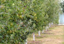 Agricultura pe înțelesul tuturor – Pledoarie pentru cultura arbuștilor fructiferi în grădinile familiale