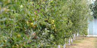 Agricultura pe înțelesul tuturor – Pledoarie pentru cultura arbuștilor fructiferi în grădinile familiale