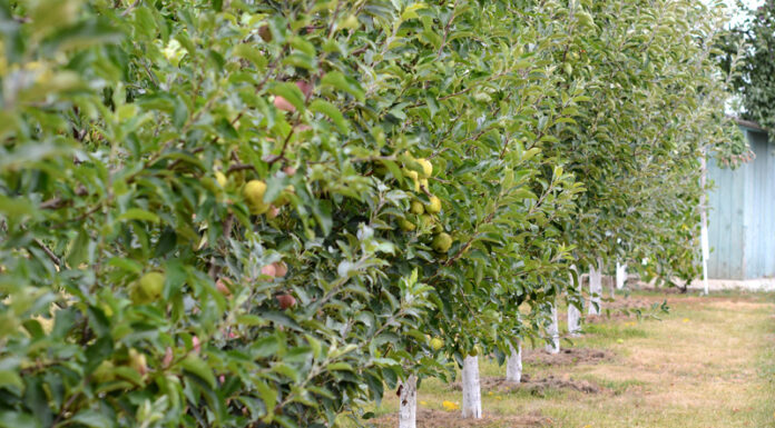 Agricultura pe înțelesul tuturor – Pledoarie pentru cultura arbuștilor fructiferi în grădinile familiale