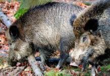 Terorizați de mistreții unui vecin!