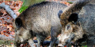 Terorizați de mistreții unui vecin!