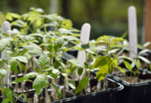 Agricultura pe înțelesul tuturor – Producerea răsadurilor și a legumelor în micile ferme comerciale și în grădinile familiale