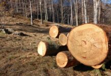 Amendă penală pentru furtul a șase arbori