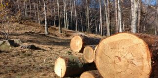 Amendă penală pentru furtul a șase arbori