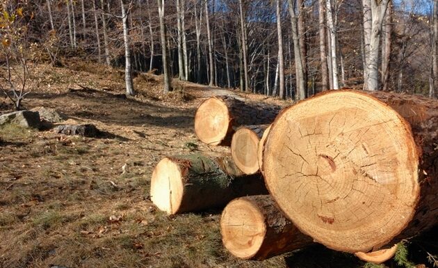Amendă penală pentru furtul a șase arbori