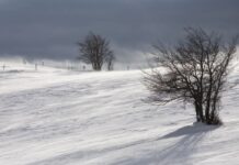 Cod portocaliu de vânt puternic la Padeș