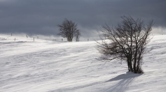 Cod portocaliu de vânt puternic la Padeș